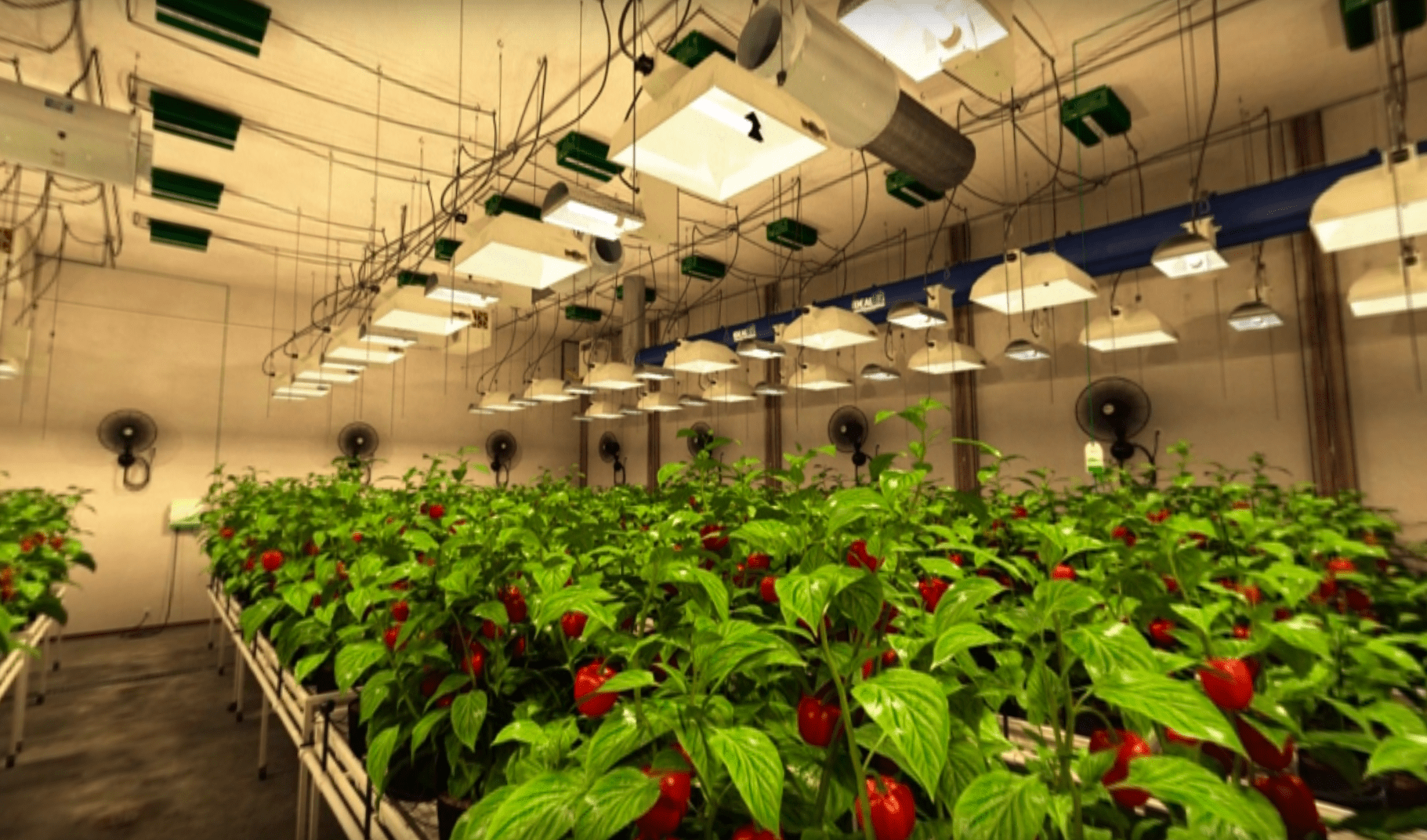 Sunlight Supply Launches VR Indoor Gardening Experience